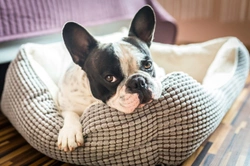 How would you know if your dog had kennel cough?