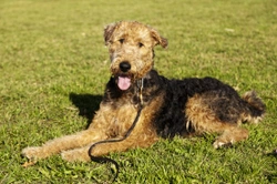How to Tell if a Female Dog Has Been Spayed