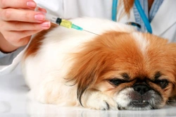 Type 1 diabetes in dogs - Hope for a cure