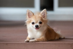 8 Reasons Brachycephalic Dogs Stay Popular in UK 2025