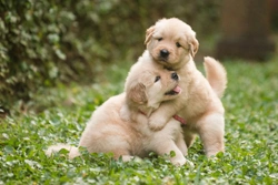 Factors to consider if you’re thinking of buying two sibling puppies