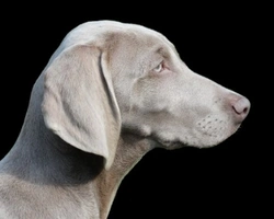 Cane Weimaraner - Prezzo dei cuccioli in Italia e carattere