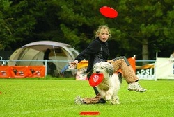 Dogfrisbee - Disky
