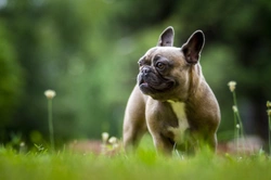 Can French bulldogs swim?