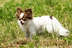 Hydrocephalus and the Chihuahua