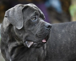 Cane Corso: immagini di teneri cuccioli e possenti adulti