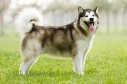 Health Issues Commonly Seen in the Alaskan Malamute