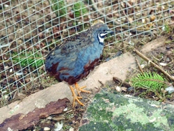 Křepelka čínská – (Coturnix chinensis)