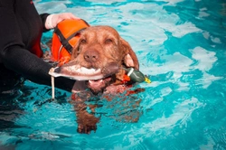 Five frequently asked questions about hydrotherapy for dogs