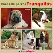 Las 5 razas de perros más tranquilos de mundoAnimalia