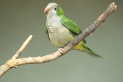 Telepatické schopnosti papouška