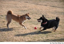 Los 13 errores que cometemos en los parques con nuestros perros