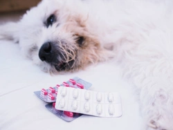 Five frequently asked questions about antibiotics for dogs