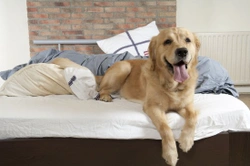 Should You Let Your Pet Sleep in the Bed?