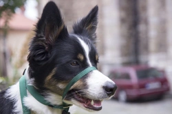 Can you use a Halti headcollar on a puppy?