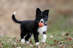 Why are many Border collies sensitive to Ivermectin?