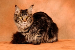 Cat Breeds that Really Think More Like Dogs
