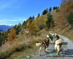 L'Alaskan Malamute e il lavoro - Parte seconda