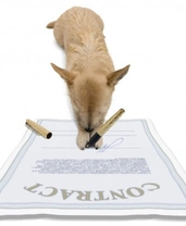 Buying a pedigree puppy - What paperwork should you have?