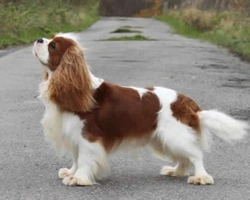 Il Cavalier King Charles Spaniel, eccellente razza da compagnia