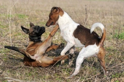 Dominance in Dogs - Dog Behaviour