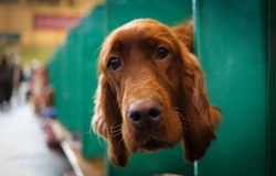 Crufts 2015 - The bad parts
