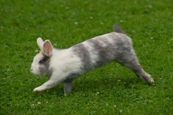 Ten great ideas to help your rabbit to stay fit