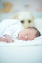 How do male dogs respond to the addition of a new baby into the home?