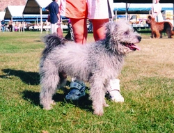 Pumi