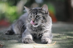 5 Expensive Unrecognised Cat Breeds UK Buyers Should Know