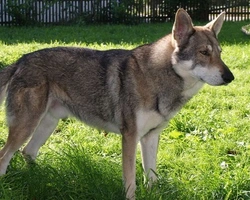 Cane lupo di Saarloos: prezzo dei cuccioli, carattere e dove adottarlo