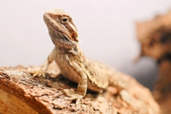 Digestive Disorders in Reptiles