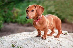 Is surgery for intervertebral disc disease in the Dachshund effective?