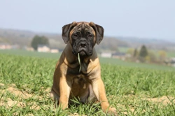 Bullmastiff health and temperament