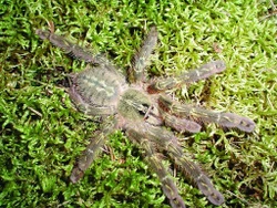 Páření druhu Poecilotheria rufilata