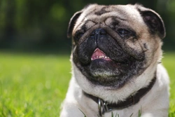 Brachycephalic dogs and stenotic nares