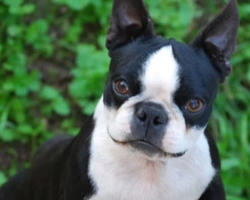 La morfologia e il carattere del Boston Terrier