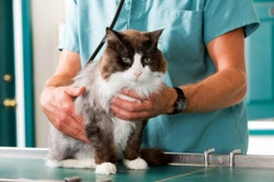 Getting the Most out of your Vet Visits