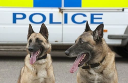 How do police and military dogs interact with their handlers and trainers?
