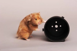 Fun Interesting Facts About Hamsters