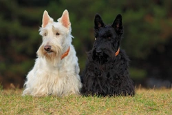 Non-inflammatory Hereditary Scottie Cramp