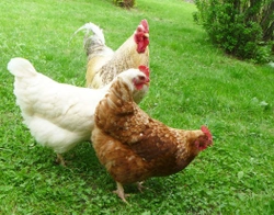 What You Need to Know About Keeping Chickens