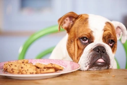 How dangerous is chocolate to dogs really?