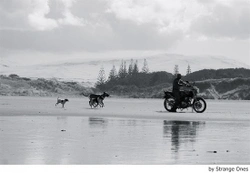 Viajar en moto con tu mascota