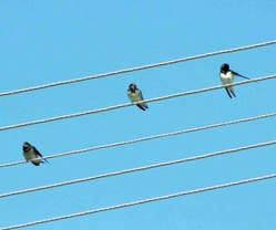 Měkkožraví chovanci našich voliér Pěvci (Passeriformes) 12 Vlaštovkovití (Hirundinidae)