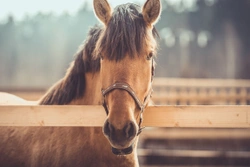 7 frågor som hästägare glömmer bort inför hästköpet