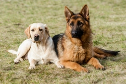 Achromatopsia in the German shepherd and Labrador retriever dog breeds