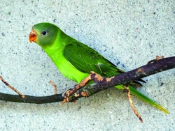 Alexandr černohlavý žlutoocasý (Psittacula himalayana himalayana)