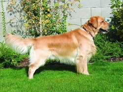 RETRIEVER – 1. část