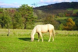 Proč má westernový kůň skloněnou hlavu